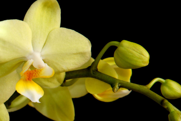 蝴蝶蘭水澆多了怎麼辦