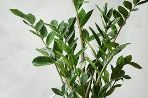 金錢樹葉子發黃怎麼處理怎麼補救