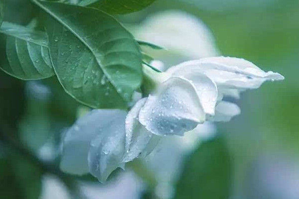 梔子花如何養護管理