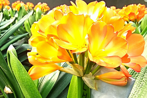 君子蘭長白色黴菌怎麼辦