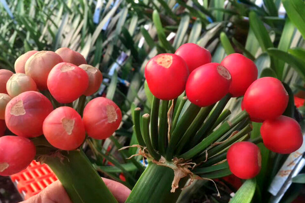 君子蘭長白色黴菌怎麼辦