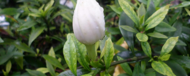 梔子花怎麼養才能開花