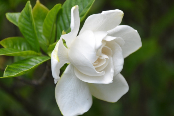 梔子花怎麼養才能開花