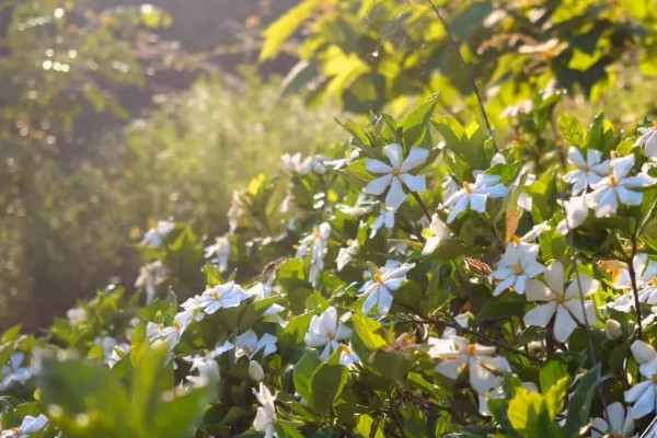 梔子花怎麼養才能開花