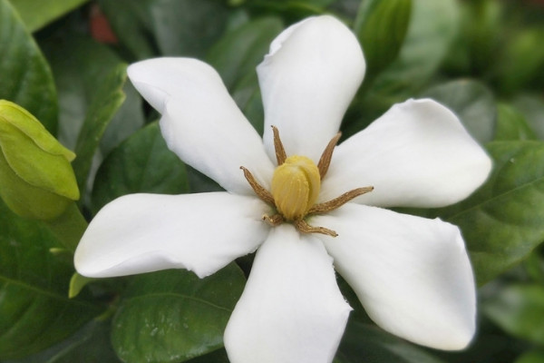 梔子花掉葉子怎麼解決