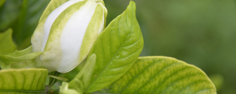 梔子花在什麼季節開花