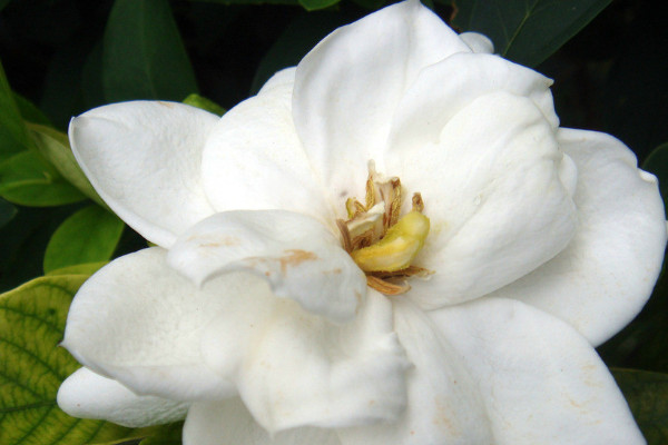 梔子花在什麼季節開花