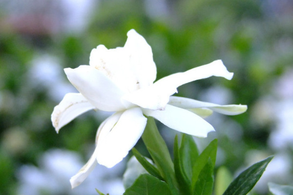 梔子花在什麼季節開花
