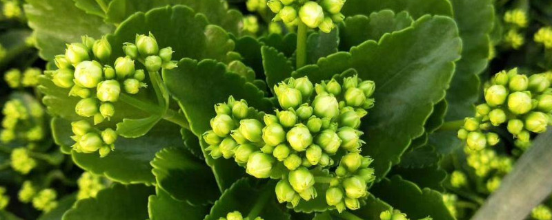 長壽花冬季施什麼肥
