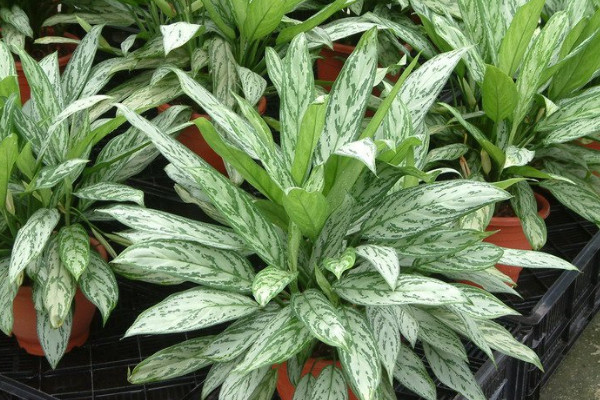 室內適合養什麼植物盆栽