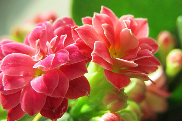長壽花花期怎麼管理