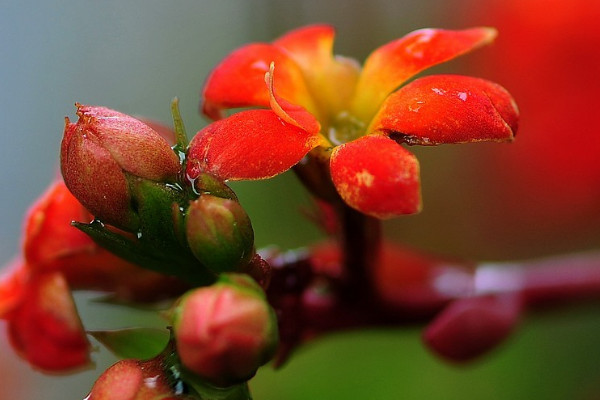 長壽花花期怎麼管理