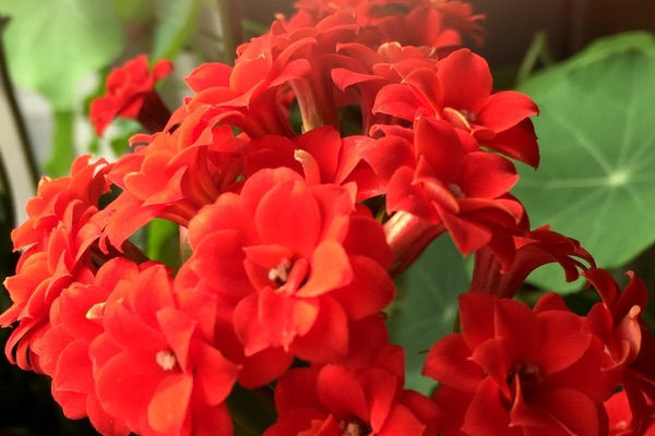 長壽花黑根是怎麼回事
