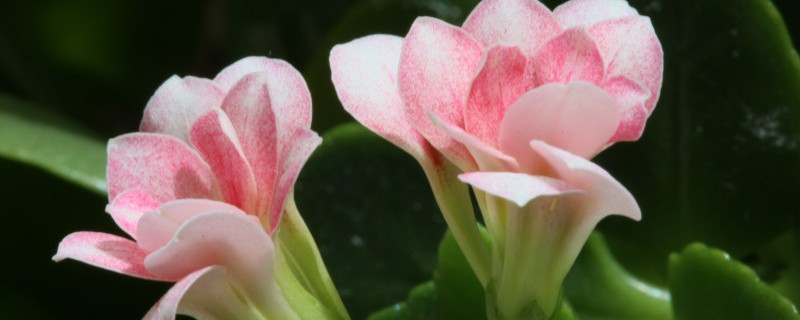 長壽花為什麼不開花光長葉