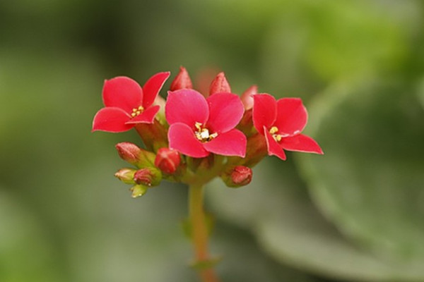 長壽花為什麼不開花光長葉