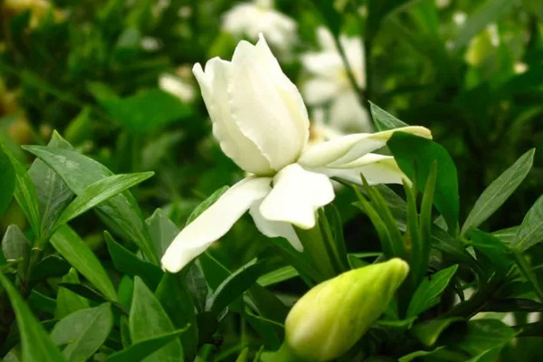 梔子花為什麼一直掉葉子