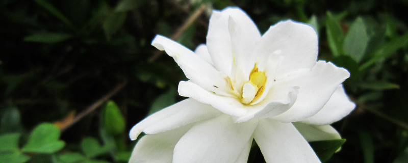 梔子花長花苞後怎樣養護