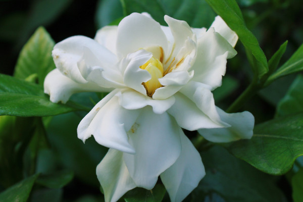 梔子花長花苞後怎樣養護