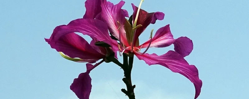 紫荊花秋季開花是怎麼樣的