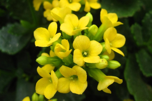 長壽花夏天怎麼修剪