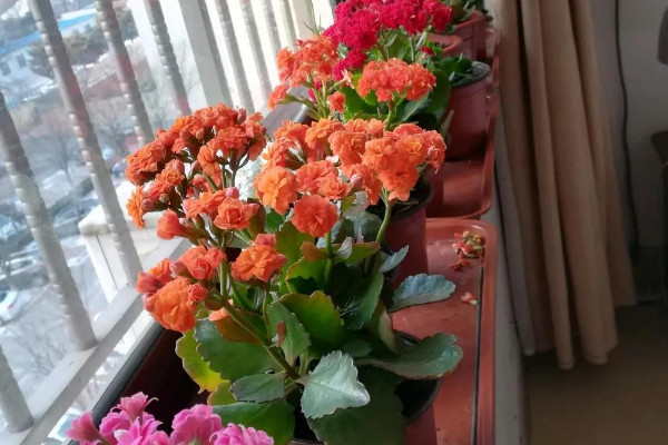 長壽花夏季怎麼管理