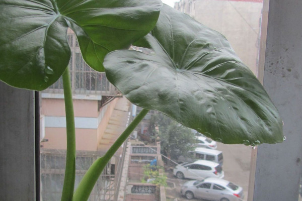 滴水觀音夏天怎麼養