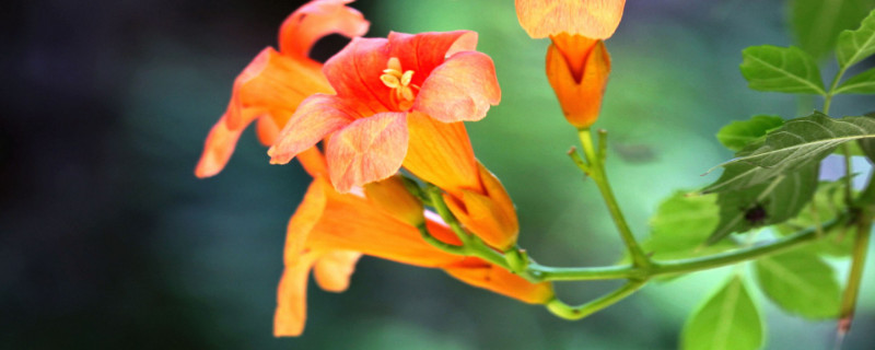 淩霄花秋天可以種活嗎