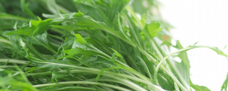 野臘菜的學名叫什麼