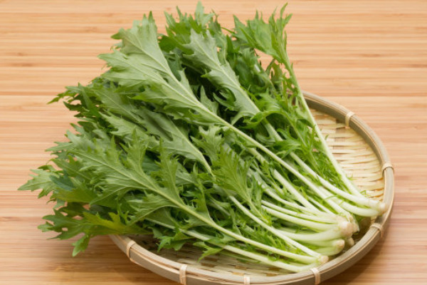 野臘菜的學名叫什麼