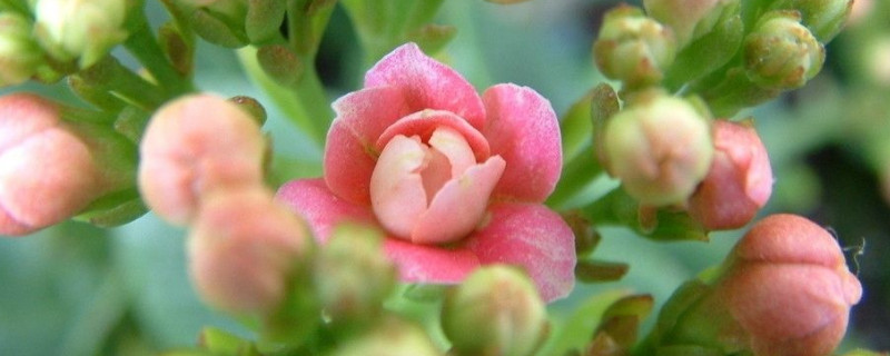 長壽花葉麵長白霜