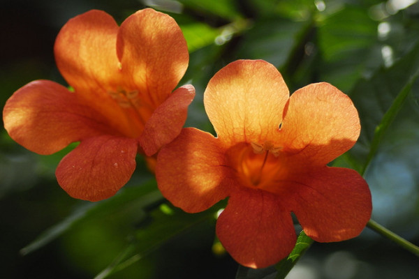 盆栽淩霄花怎樣過冬