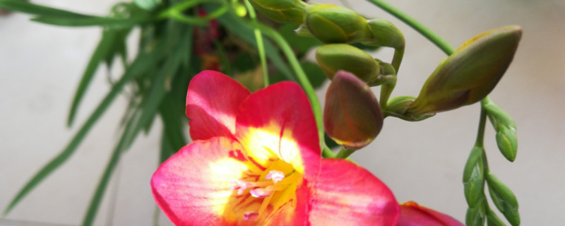 長壽花開花花敗後怎麼養