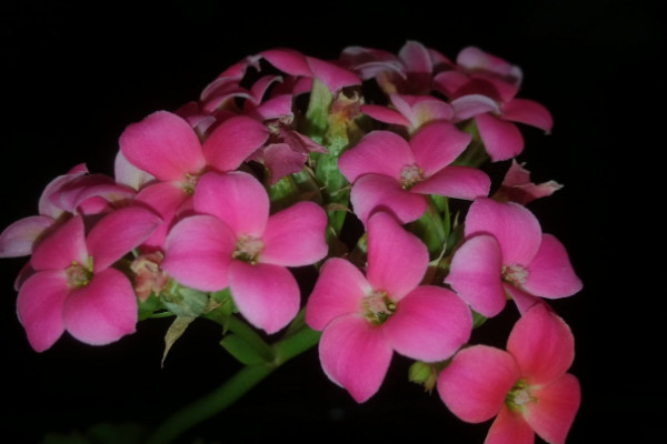 長壽花開花花敗後怎麼養