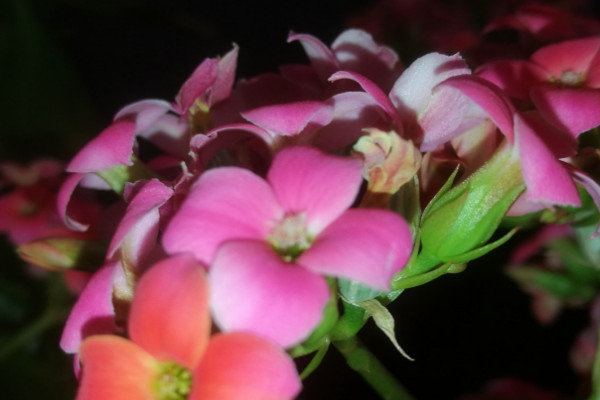長壽花開花花敗後怎麼養