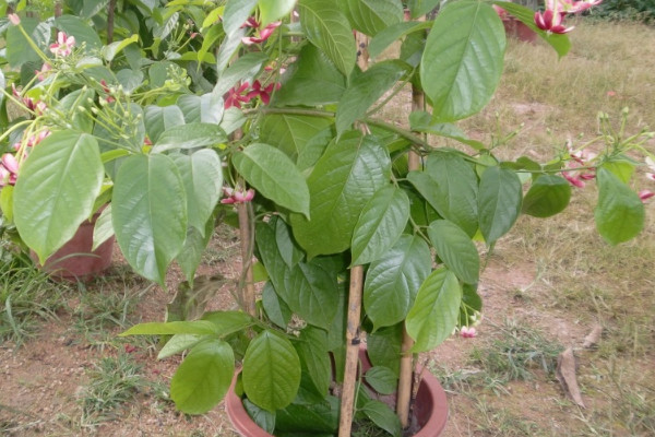 剛買回的金錢樹怎麼栽