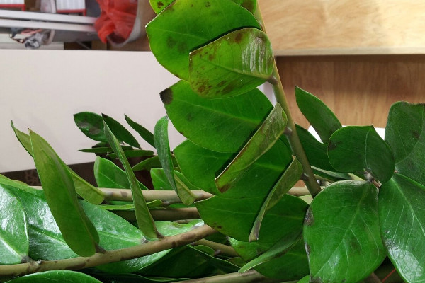 剛買回的金錢樹怎麼栽