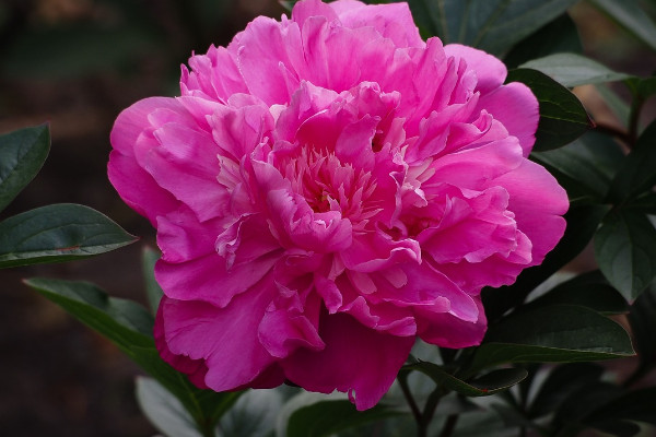芍藥花根冬天怎麼保存