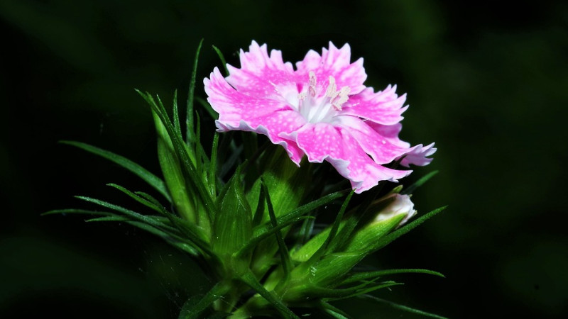 康乃馨插在水裏怎麼養
