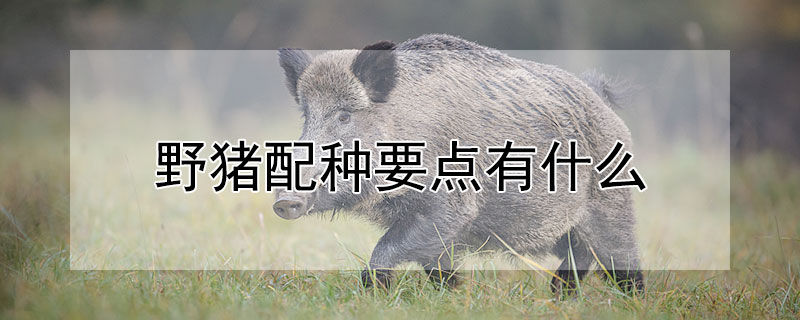 野豬配種要點有什麼