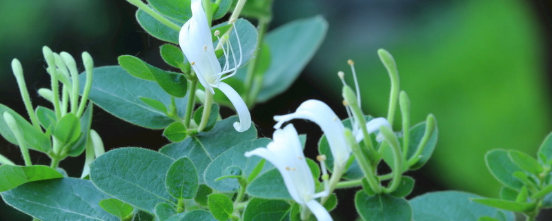 金銀花秋季養殖方法