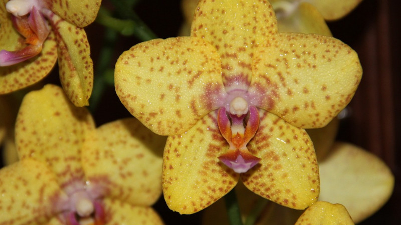 蝴蝶蘭葉片有黏液是怎麼回事