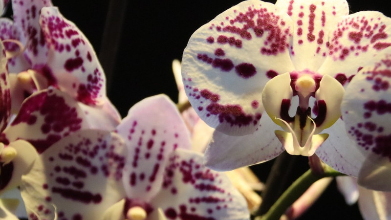 蝴蝶蘭葉子開裂是什麼原因