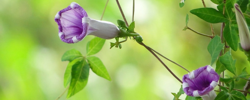 牽牛花不開花的原因