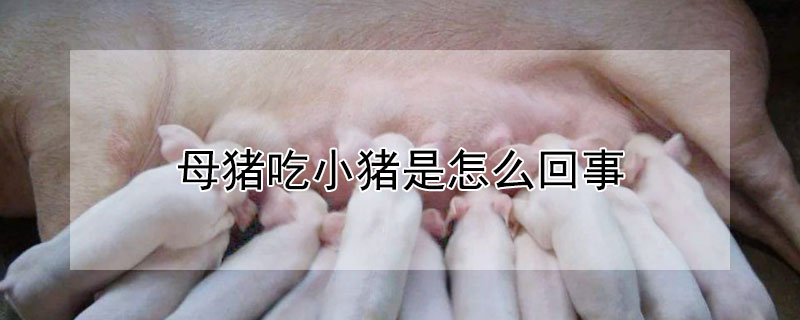 母豬吃小豬是怎麼回事