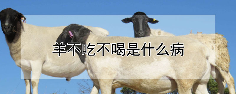 羊不吃不喝是什麼病