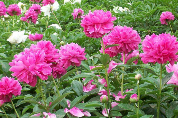 牡丹花春季施什麼肥
