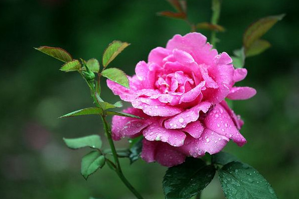 月季花開完花後怎麼辦
