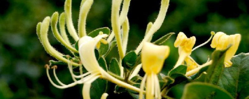 金銀花怎麼種植好