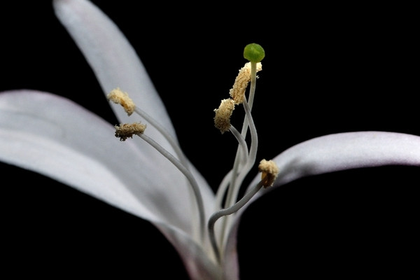 金銀花怎麼種植好