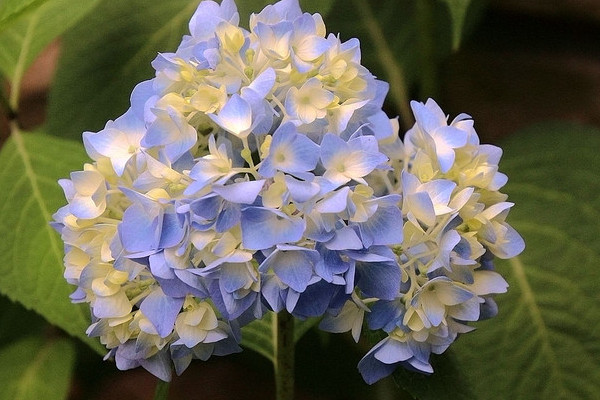 繡球花幾月扡插